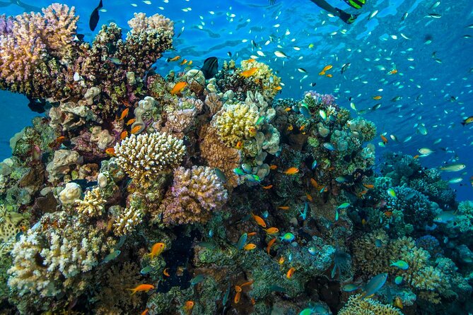 "Side: Scuba Diving in the Fascinating Underwater Museum" - Who will enjoy this most