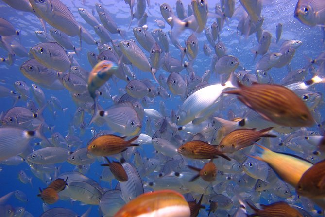 Side: Scuba Diving Under Water Museum - Lunch with a Turkish fixed menu