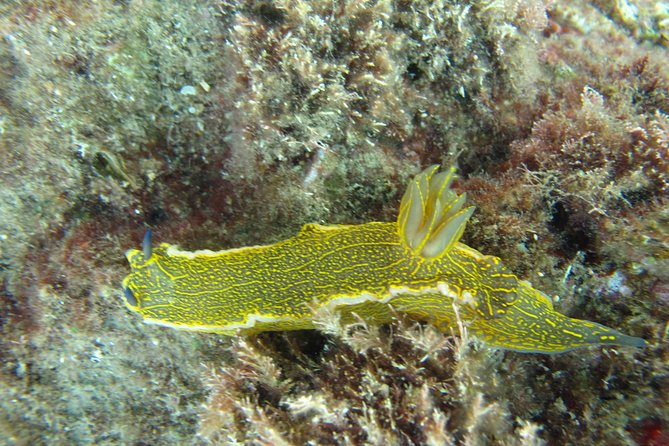 Side: Scuba Diving Under Water Museum - The second session at the museum