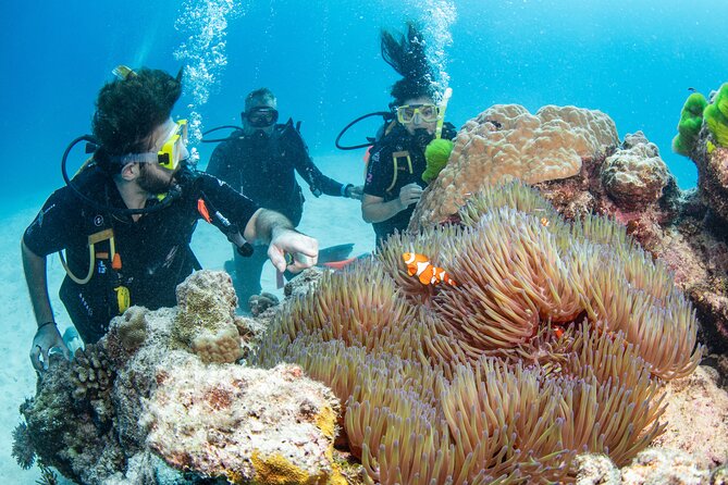 Silverswift Dive and Snorkel Great Barrier Reef Cruise - Starting at Marlin Wharf in Cairns