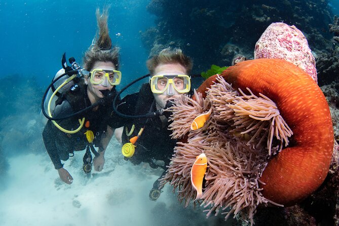 Silverswift Dive and Snorkel Great Barrier Reef Cruise - Choosing snorkeling or introductory scuba