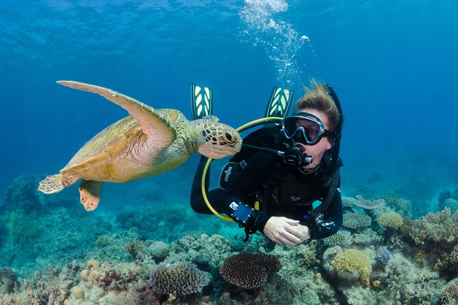 Silverswift Dive and Snorkel Great Barrier Reef Cruise - Marine life is the real reason to go
