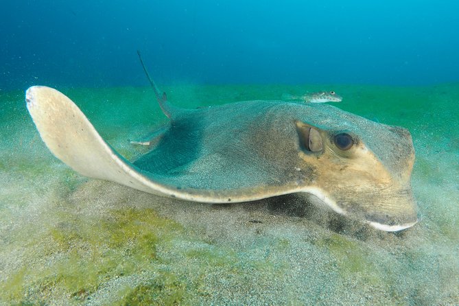 Single Dive for qualified divers from shore, region Puerto del Carmen. - Key details to know before you book