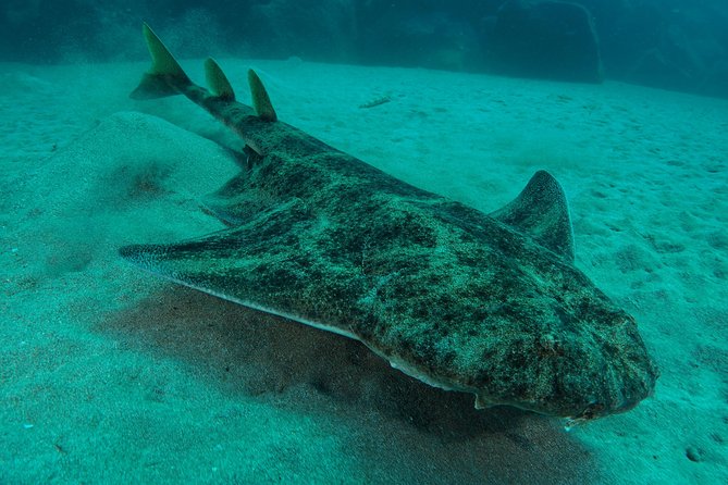 Single Dive for qualified divers from shore, region Puerto del Carmen. - Why Puerto del Carmen works so well for shore scuba