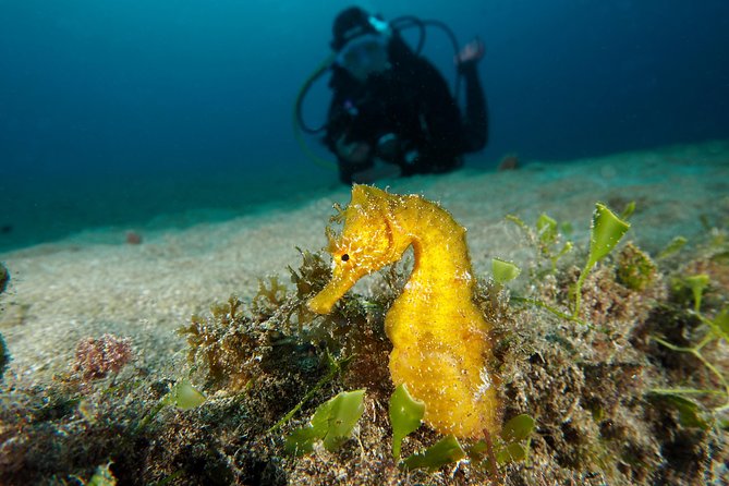 Single Dive for qualified divers from shore, region Puerto del Carmen. - What the $55.26 price really buys you
