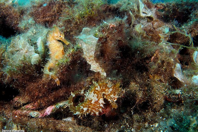 Single Dive for qualified divers from shore, region Puerto del Carmen. - Who will enjoy this experience most