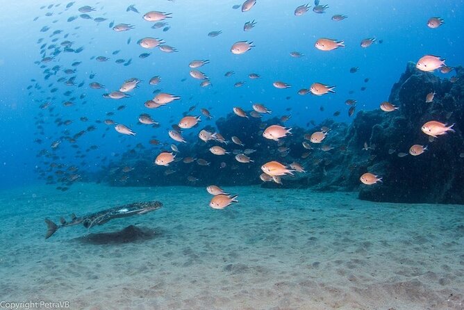 Single Scuba Try-Dive in Puerto del Carmen - small groups - 2 hours - Why the two-to-one ratio matters