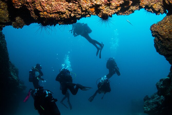 Single Scuba Try-Dive in Puerto del Carmen - small groups - 2 hours - Meeting point, transport, and what to bring