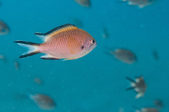 Single Scuba Try-Dive in Puerto del Carmen - small groups - 2 hours - Booking, cancellation, and weather details