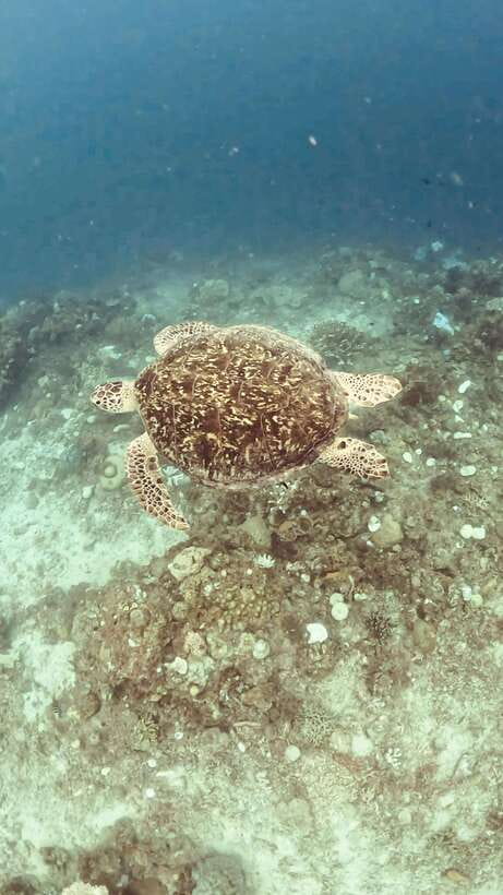 Siquijor: Freediving Adventure with Lunch and Beach Time - Key points to know before you book