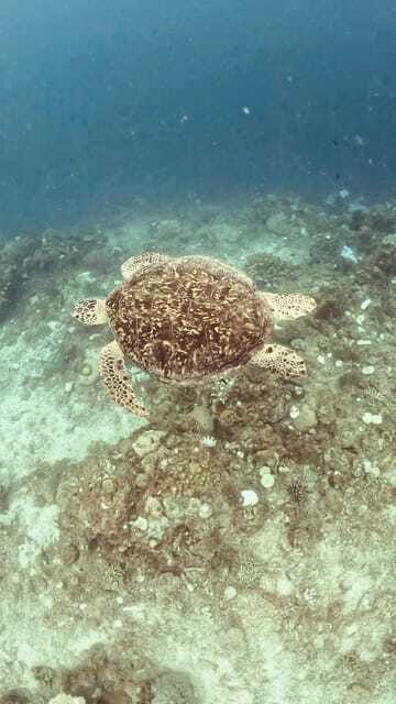 Siquijor: Freediving Adventure with Lunch and Beach Time - Tubod Sanctuary and the question of the final stop