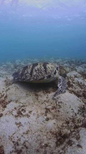 Siquijor: Freediving Adventure with Lunch and Beach Time - Filipino lunch after the morning water time