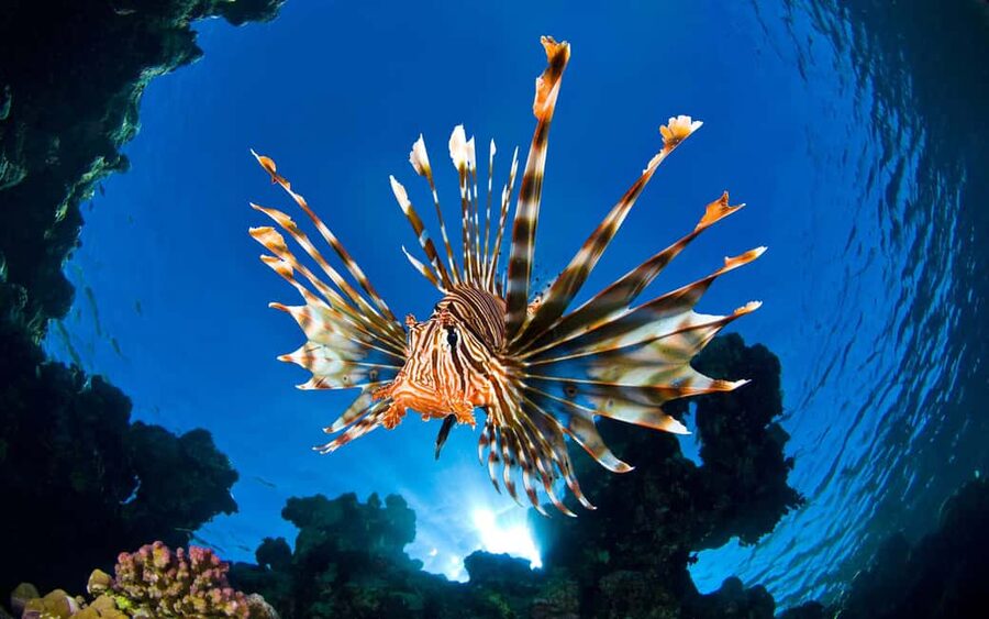 Sithonia: 1 Guided Shore Dive for Certified Divers - A simple way to see Sithonia below the surface