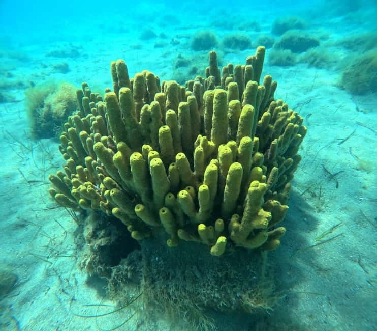 Sithonia: 1 Guided Shore Dive for Certified Divers - Should you book it?
