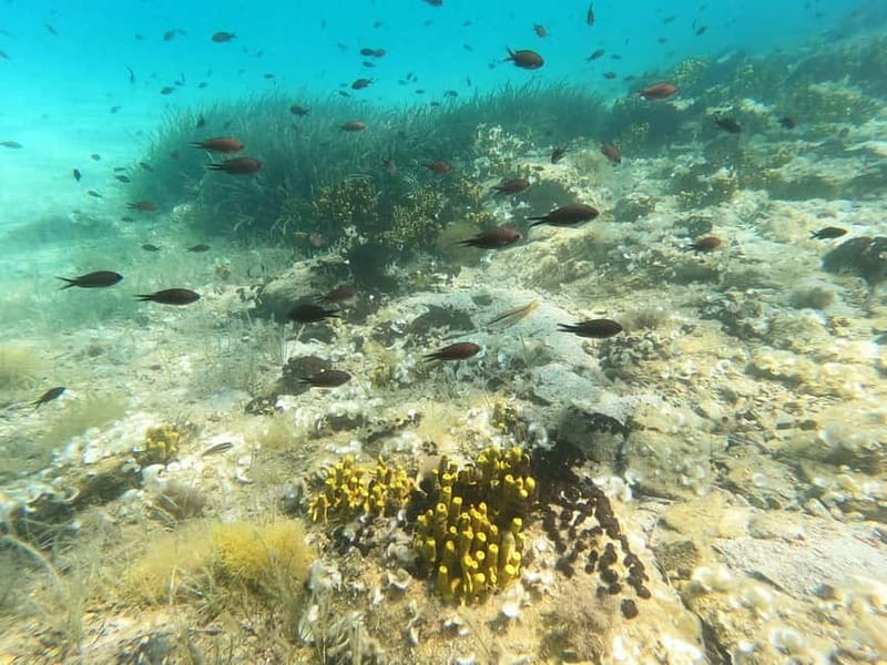 Sithonia: 1 Guided Shore Dive for Certified Divers - An hour among fish, sponges, octopuses, and rock formations