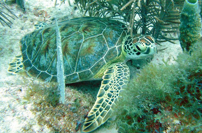 Small-Group Aruba Scuba Diving for Non-Certified Divers - Why the one-to-two ratio is worth paying for