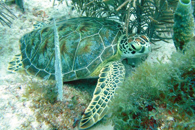 Small-Group Aruba Scuba Diving for Non-Certified Divers - Who will enjoy this Aruba activity most