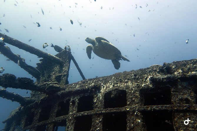 Small-Group Deep Dive in Oahu with Shipwreck and Reef - Why the 100-foot shipwreck matters