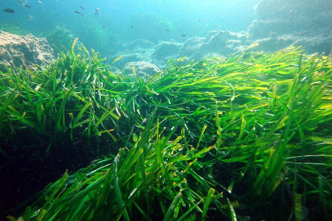 Small Group Diving Adventure in Menorca - Ratings, praise, and what they tell you