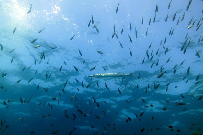 Small Group Diving Baptism in Tossa de Mar - Who should book this experience
