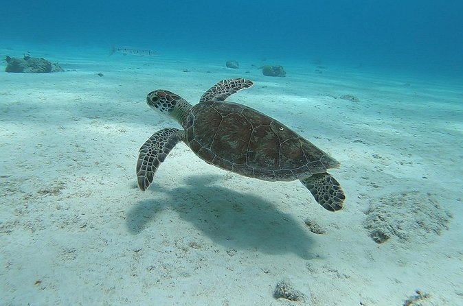 Small Group Diving experience in Caribbean - Lunch, drinks, and a comfortable base