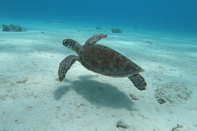 Small Group Diving experience in Caribbean - Who will enjoy this most