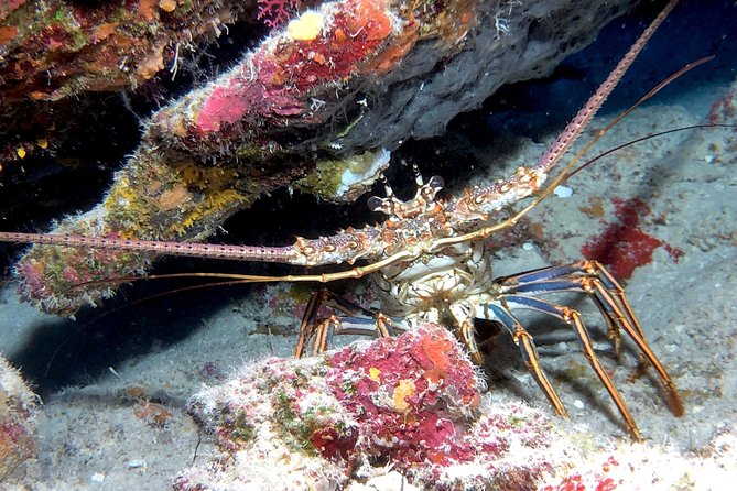 Small Group Guided Shore Dives in St. Andrews State Park, Florida - Visibility, tides, and the weather factor