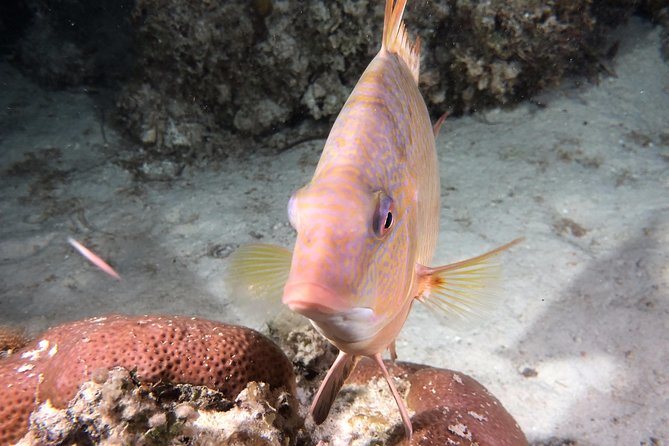 Small Group Guided Shore Dives in St. Andrews State Park, Florida - What the two-hour morning looks like