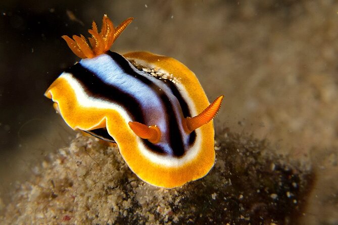 Small-Group Introductory Scuba Diving in Pula - The instructors and group size