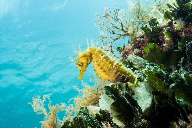 Small-Group Introductory Scuba Diving in Pula - What the price includes at $102.02