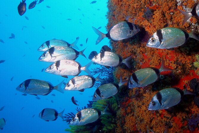 Small-Group Scuba Diving Adventure in Costa Brava - Starting at Platja Port Pelegri in Calella de Palafrugell