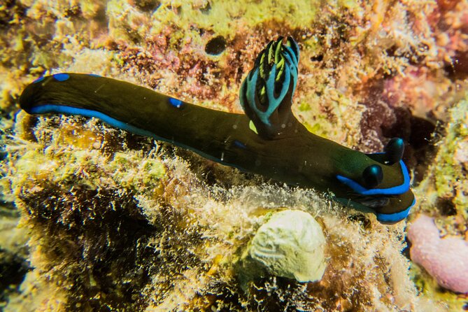 Small Group Shallow Reef Dive in Oahu - A short boat ride to Oahu’s coral gardens