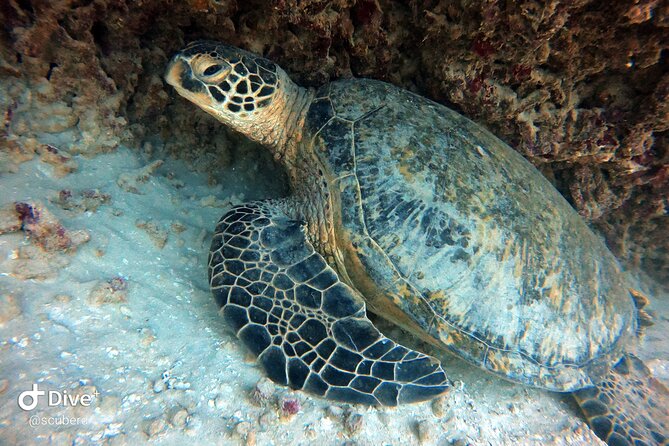 Small Group Shallow Reef Dive in Oahu - Why the 11:00 am start works well
