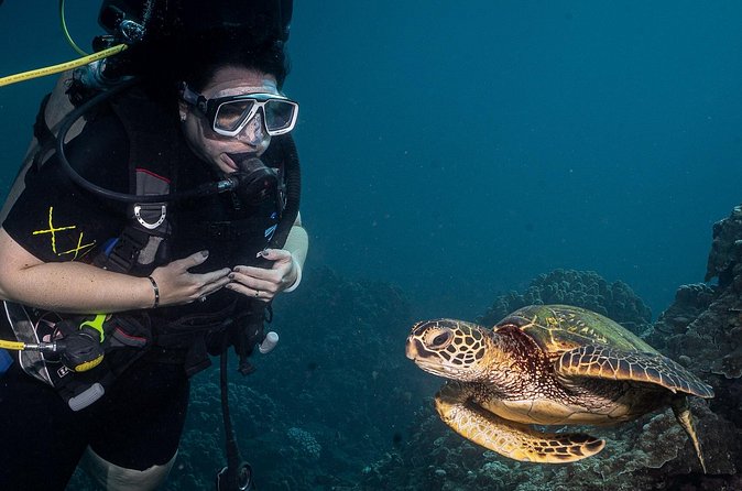Small-Group Shark and Turtle Dive for Certified Divers - Who will get the most from this outing
