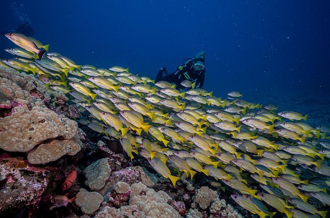 Small-Group Shark and Turtle Dive for Certified Divers - Timing, weather, and cancellation details
