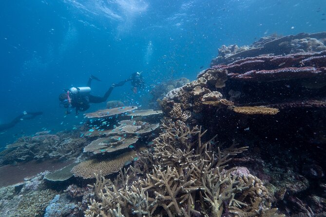 Snorkel & Dive the Reef: Sustainable, Scientific & Cultural Tour - Lunch, tea, and what to bring