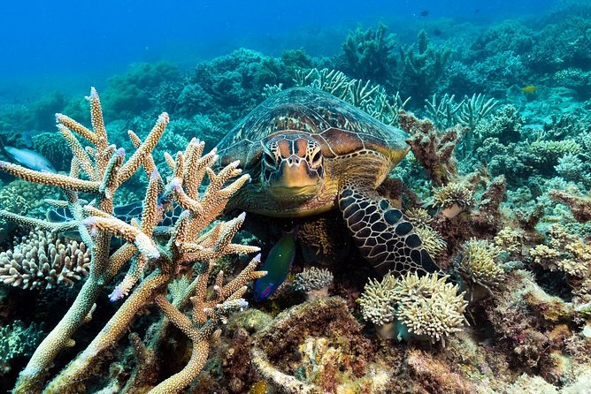 Snorkel & Dive the Reef: Sustainable, Scientific & Cultural Tour - Is the $232.39 price good value?