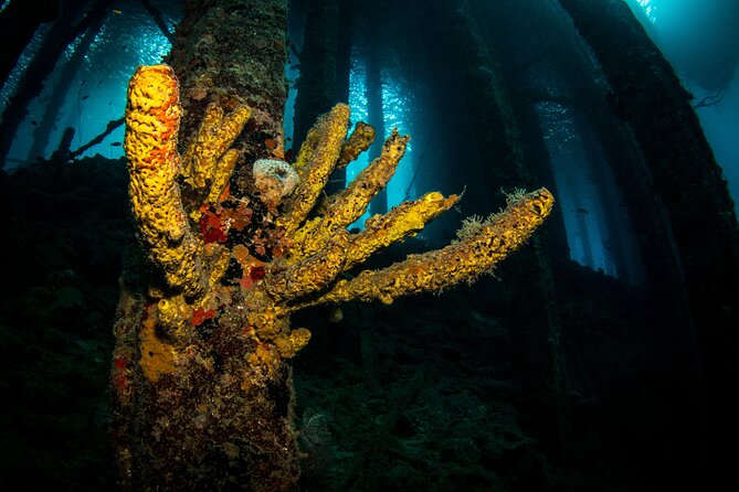 Snorkel Shore Trip with Scubaçao "East Point" - Director’s Bay brings coral and drop-offs