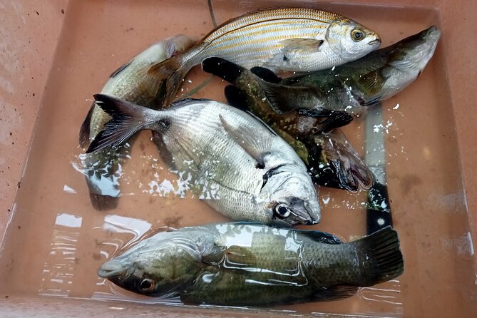 Snorkeling and Diving in the Gulf of Tavolara with Fishing - Molara and the best time in the water