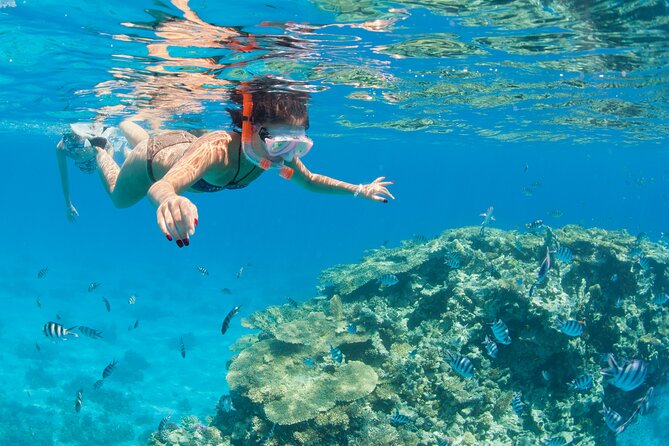 Snorkeling and Diving to Ras Mohamed And White Island by VIP Boat - Key points at a glance