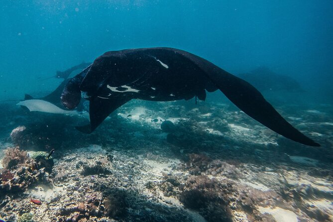 Snorkeling and Freediving Trip around Nusa Penida - Manta Point: the reason most people book
