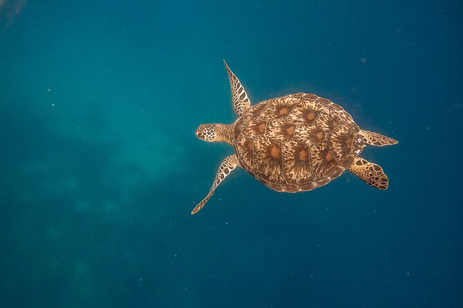 Snorkeling and Freediving Trip around Nusa Penida - Who should book this experience?