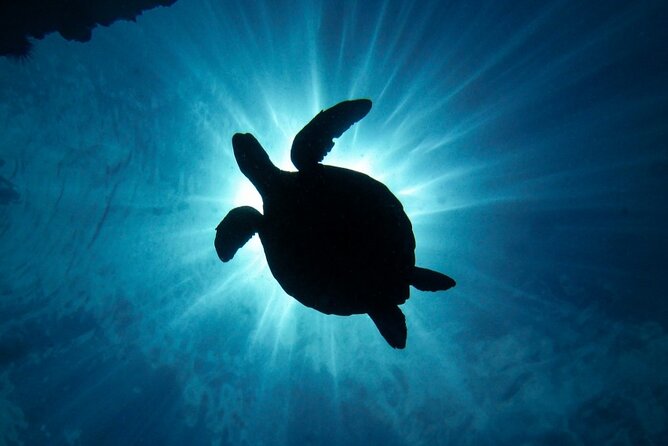 South Maui Discover Scuba Dive - A calm first step into Maui’s underwater world