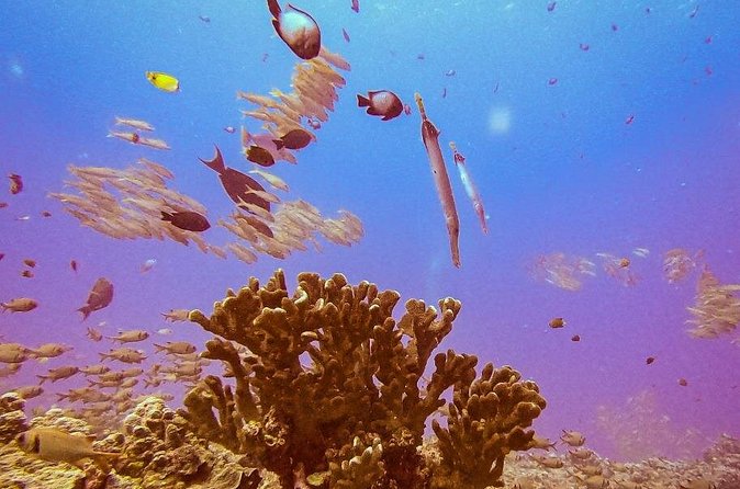 South Maui Discover Scuba Dive - A maximum depth of 35 feet keeps the session approachable