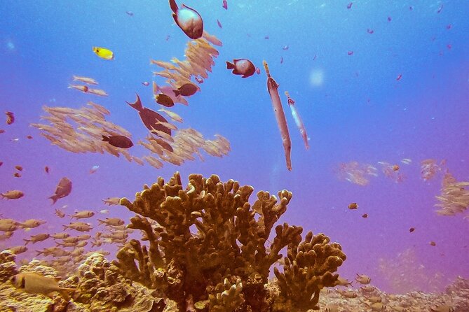 South Maui Discover Scuba Dive - Turtles, small fish, coral, and a little cave