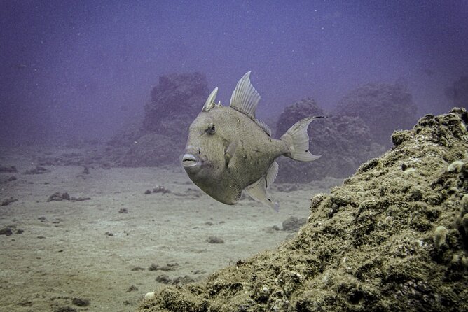 South Maui Discover Scuba Dive - What happens at 7:00 am on Makena Road
