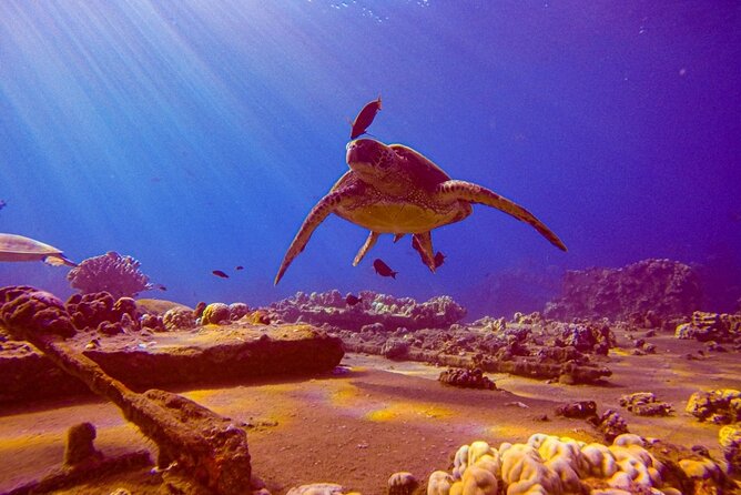 South Maui Shore Dive - Key points to know before booking