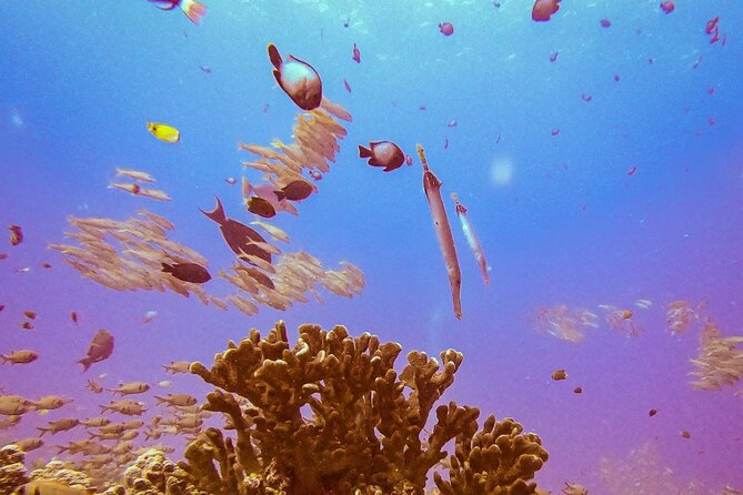 South Maui Shore Dive - What the $155 South Maui outing actually gives you