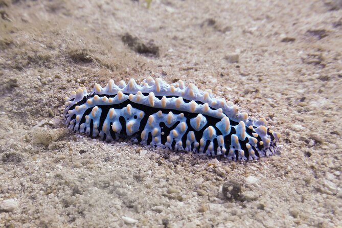 South Maui Shore Dive - Marine life from turtles to reef sharks