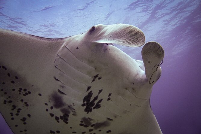 South Maui Shore Dive - Why the four-person limit matters